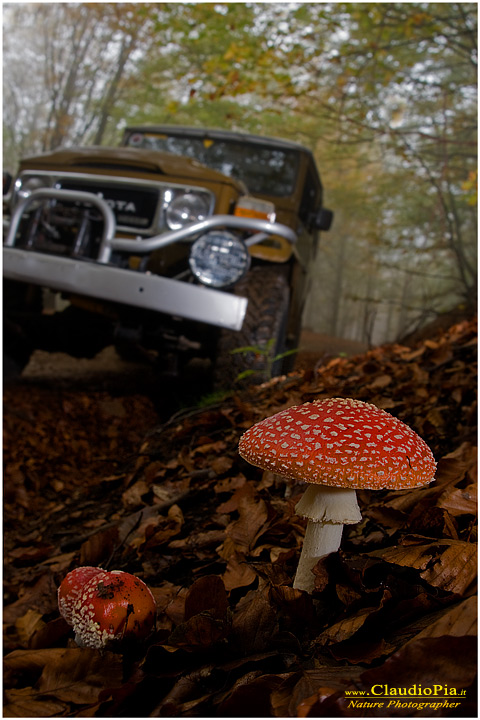 Funghi, mushroom, fungi, fungus, val d'Aveto, Nature photography, macrofotografia, fotografia naturalistica, close-up, mushrooms, amanita muscaria